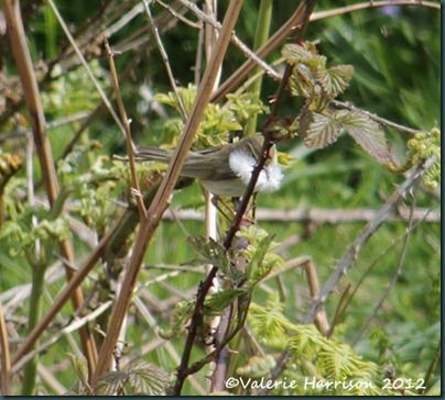 27-willow-warbler