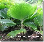 pritchardia_pacificaمروحه مقفوله