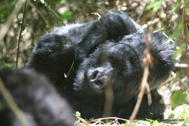 Gorille de montagnes dans la Virunga, Nord Kivu, 2004.