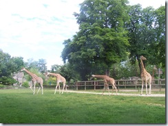 2008.05.26-013 girafes