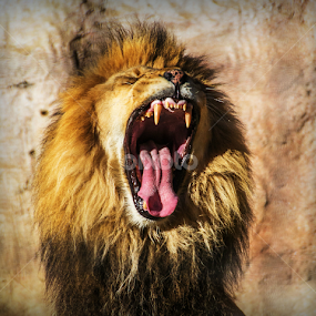 Here me roar! by Tammy Arruda - Animals Lions, Tigers & Big Cats