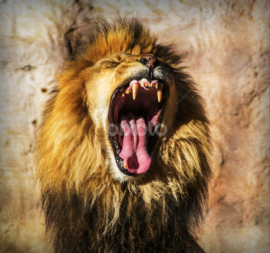 Here me roar! by Tammy Arruda - Animals Lions, Tigers & Big Cats