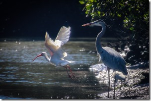 IMG_3431 Great Blue Heron with White Ibis