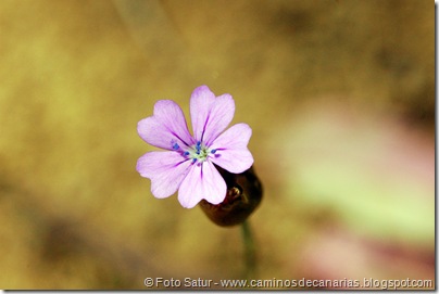 5414 Circular a Firgas-R2(Clavelito silvestre) 5414 Circular a Firgas-R2(Clavelito silvestre)