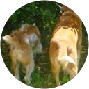 Image Google de Jarry Corinne