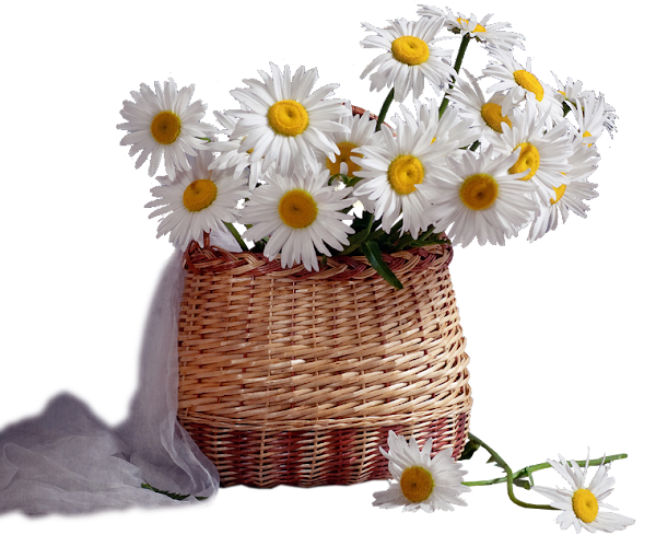 tubeclaudiaviza-stillife70.png