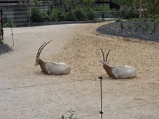2014.04.21-011 oryx algazelle