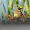 Yellow (eastern) Palm warbler