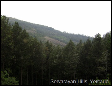 Servarayan Hills, Yercaud