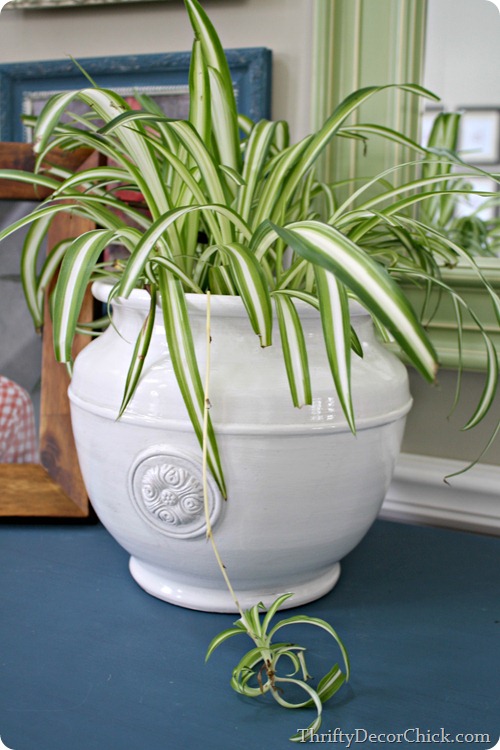 spider plant, safe for cats