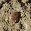 Island Birddrop Snail