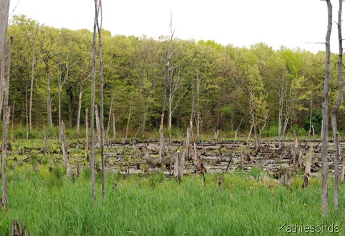 7. green bog-kab