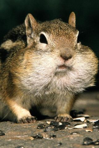 Squirel-iphone