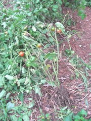 2011 Hurricane Irene tomato plant ripped out of ground1