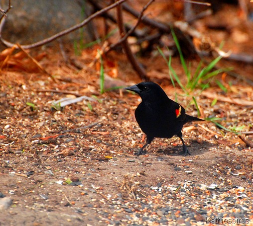 6. redwinged blackbird-kab