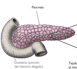 [glandulas%2520endocrinas%255B5%255D.png]