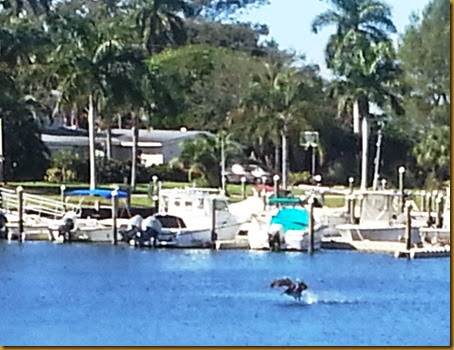 pelican at palma sola park