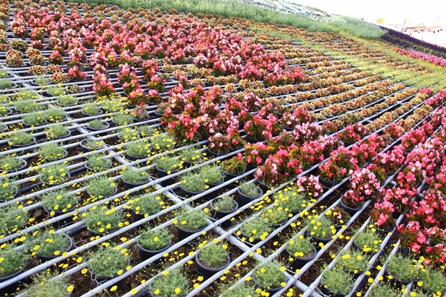 [IMG_2657DPP%255B1%255D.jpg]