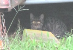 1 new kitties 10.2011 grey tiger under camper2