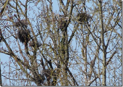 Herons on nests