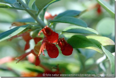 3777 Palmitos-Cercados Espino(Jocama) 3777 Palmitos-Cercados Espino(Jocama)