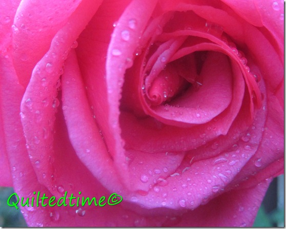 Rainy Rose 2