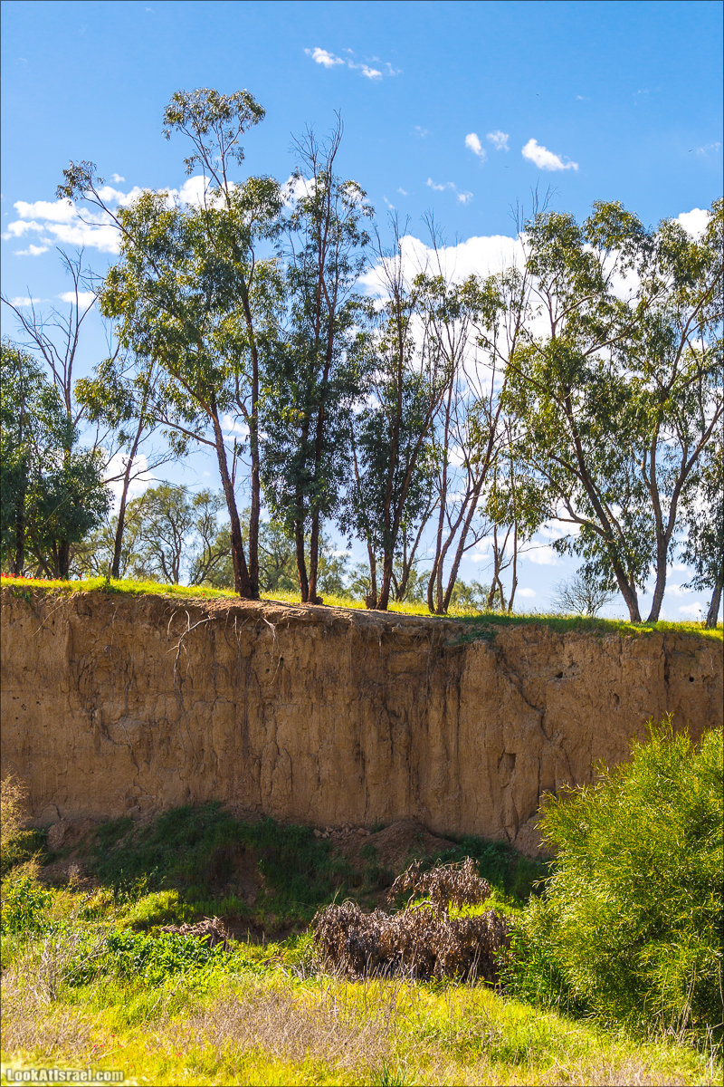 Анемоны (каланиет) пустыни Негев - Фестиваль Даром Адом в LookAtIsrael.com - Фото путешествия по Израилю | Red South festival of anemones in Negev | דרום אדום - קלניות בבארי