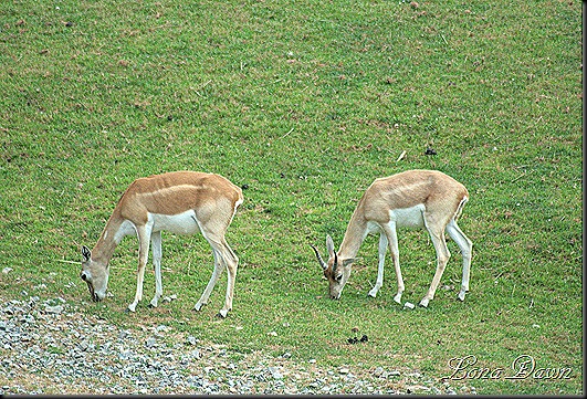Safari_Deers