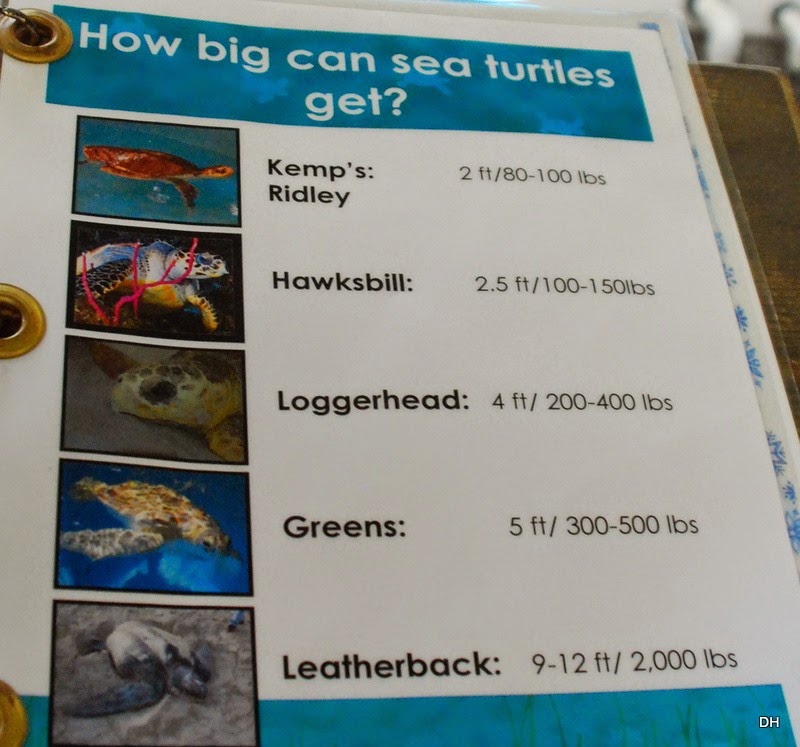 [03-21-15-A-GA-Sea-Life-Turtle-Center%255B2%255D.jpg]
