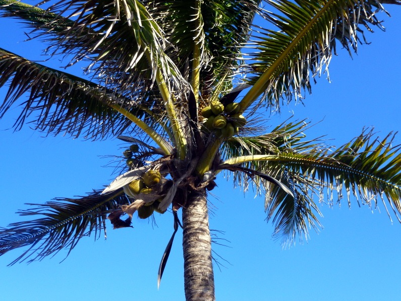 [Coconut-Palm4.jpg]
