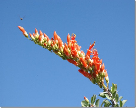 Ocotillo-with-bee Wikimedia Commons Photo by Jeff Dean