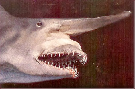 Amazing Animal Pictures Goblin Shark (4)