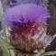 Giant Thistle