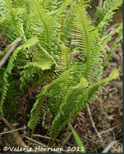 5-fern