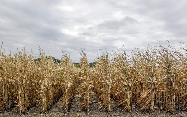 Unharvested corn stands south of Council Bluffs, Iowa, as the worst drought in decades persists, 4 October 2012. Some climate scientists are breaking with mainstream thought and linking weather to climate change. Nati Harnik / Associated Press