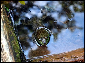 12c2 - Jordan Pond Trail - frog in clear water