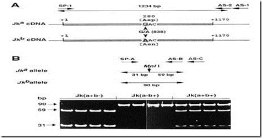 KOLEKSI TUGASAN IMUNOHEMATOLOGI KUMPULAN DARAH KIDD