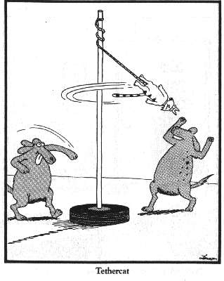 You know the scene in Toy Story where the shark is wearing Woody's hat