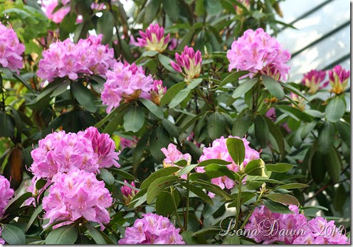 Rhododendron Lilac