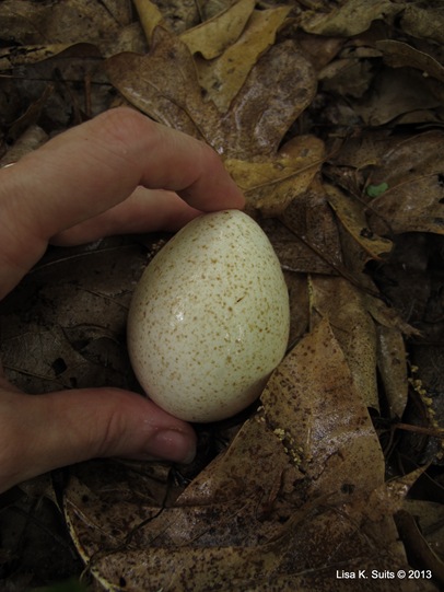 egg in hand