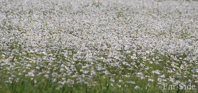 Daisies swaying in the breeze