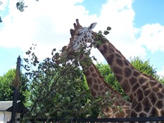 2013.08.04-036 girafes