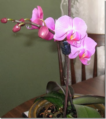 pink Orchid