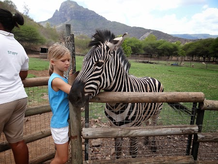 02. Mangaie o zebra la Casela Park - Mauritius.JPG