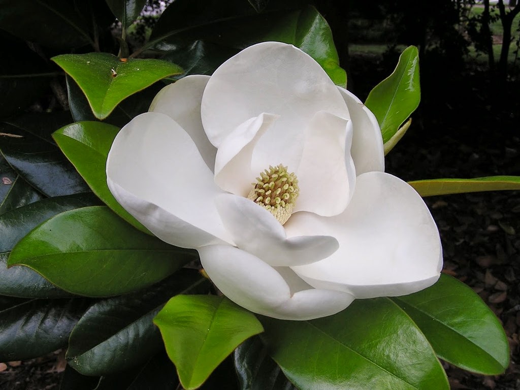 [magnolia_flower64.jpg]
