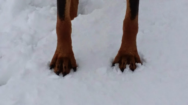 What do you mean big paws? (Cell photo by Trisha)