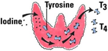 THYROID GLAND : Anotomy, Secretions and its Function