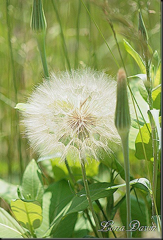 S_Yellow_Salsify_Oysterplant2