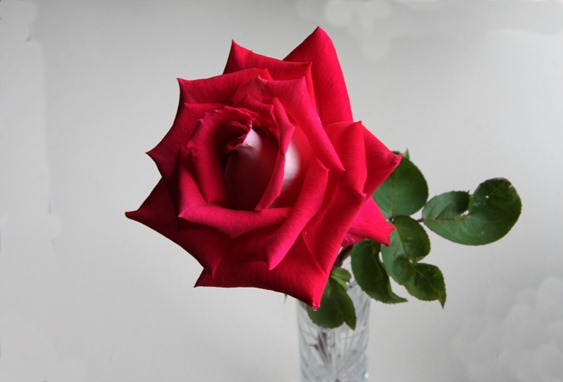 Love Rose 4