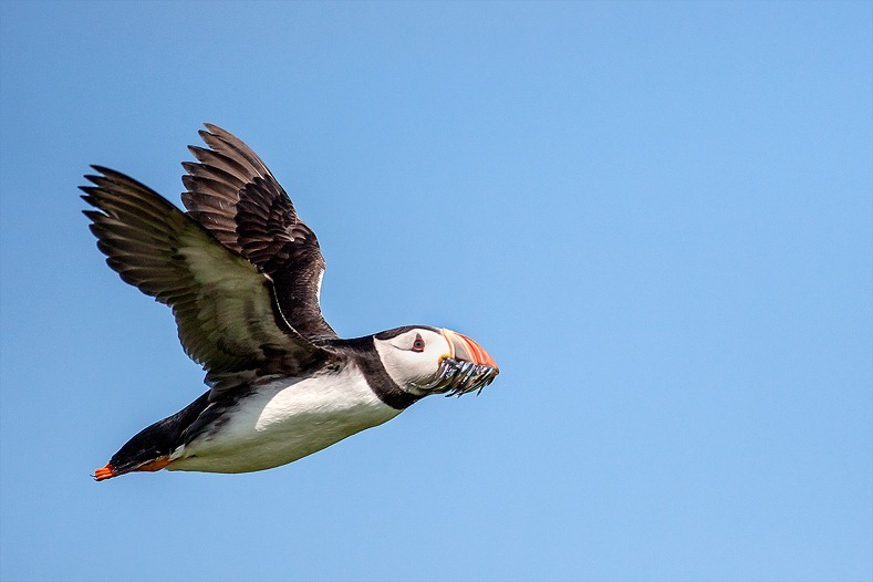 Farne Island Puffin